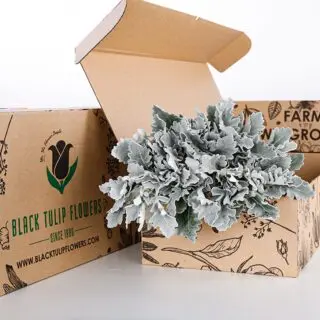 A cardboard box containing a cluster of Dusty Miller, highlighting the plant's distinctive gray-green leaves.