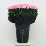 Regal Expressions 1 300stem-pink-roses-large-bouquet