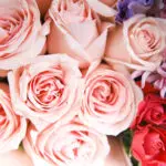 Dramatic Combination 2 4 (29)
