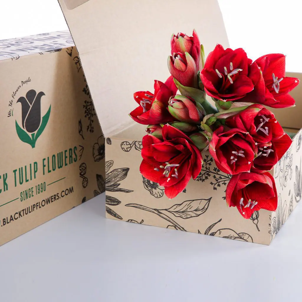 Amaryllis Red A cardboard box filled with a stunning bunch of red Amaryllis, emphasizing their vivid colour and floral charm.