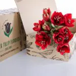 Amaryllis Red 1 Amaryllis Red