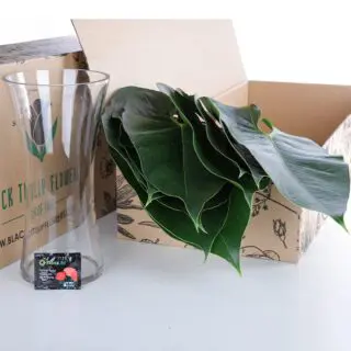 A bundle of lush Anthurium leaves displayed in a vase, nestled inside a sturdy cardboard box.