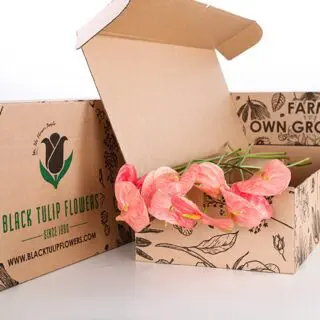 A cardboard box featuring a light pink Anthurium, highlighting its delicate flowers and healthy foliage.