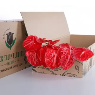 Bunch of Anthurium Osaki Red in a cardboard box - perfect for DIY
