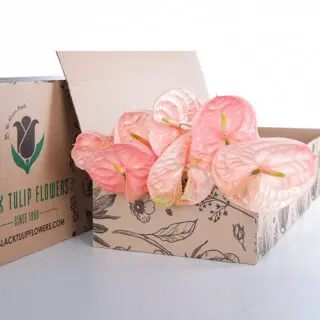 A cardboard box filled with lush Peach Anthurium leaves, highlighting their striking appearance and texture.