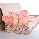 Anthurium Peach 2 Anthurium Peach
