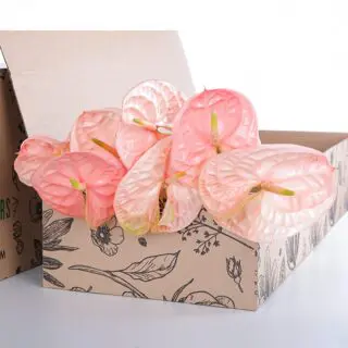 Anthurium Peach