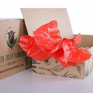 A cardboard box containing vibrant Red Osaki Anthurium leaves, showcasing their striking red colours.