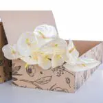 Anthurium White 2 Anthurium White