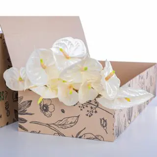 Anthurium White