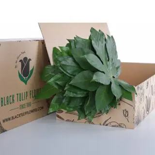 A cardboard box filled with a cluster of vibrant Aralia leaves, showcasing their lush green foliage.