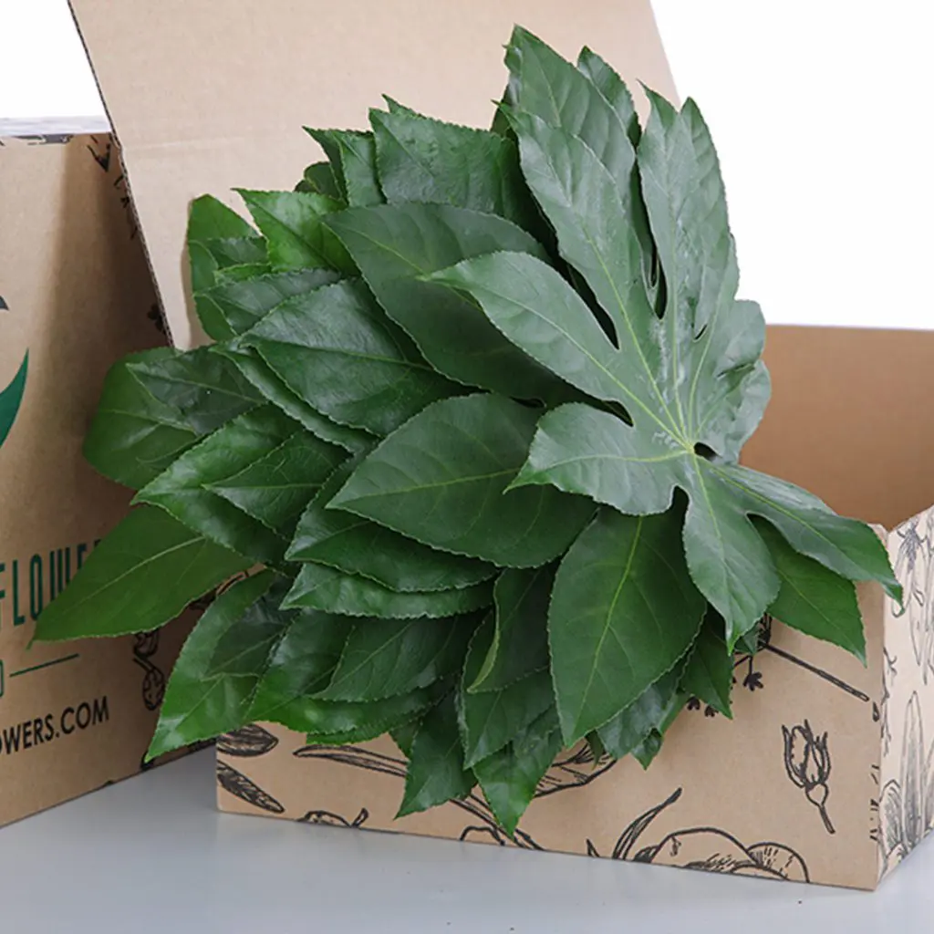 Aralia Leaves Aralia Leaves