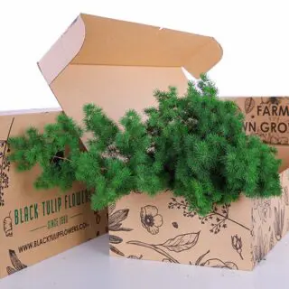 A cardboard box filled with fresh Asparagus Umbellatus, showcasing their vibrant green stalks and delicate tips.