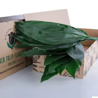 A cardboard box filled with vibrant Aspidistra leaves, highlighting their rich green colour and unique texture.
