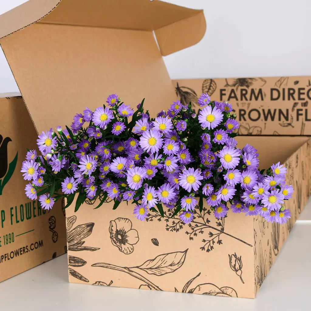 Aster Purple (3) Aster Purple 3