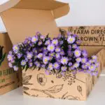 Aster Purple 2 Aster Purple (3)