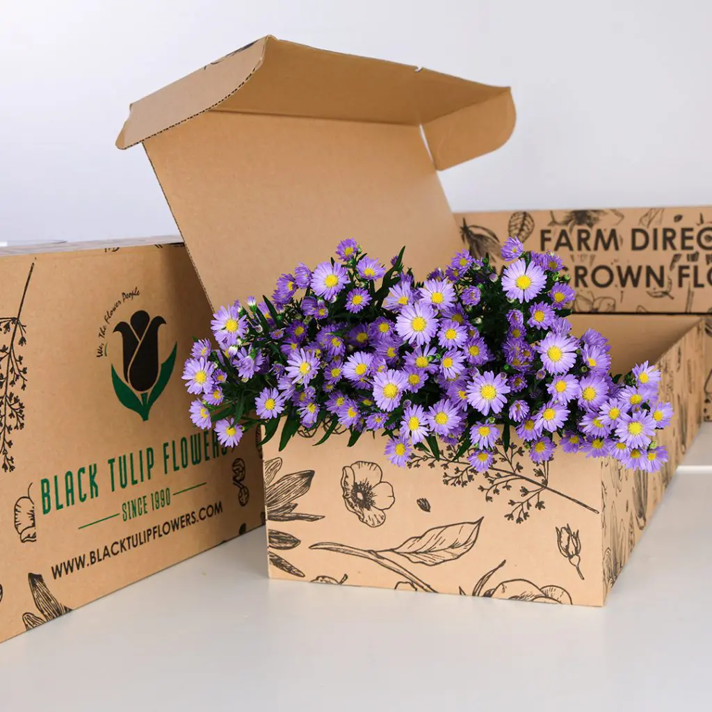 Aster Purple Fresh 10 stems of purple Aster flowers in a box with flower food.
