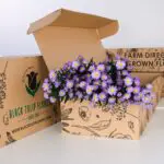 Aster Purple 1 Aster Purple