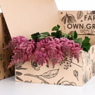Astilbe Dark Pink