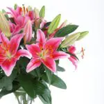 Blooming Lilies (2)