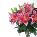 Blooming Lilies (3)