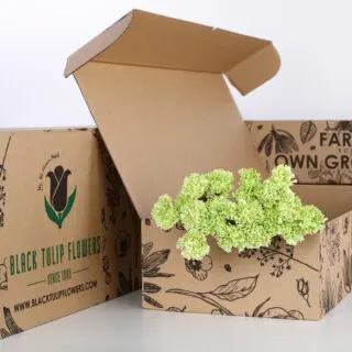 10 stems of green Carnation with flower food in a brown box.