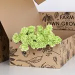 Carnation Single Green 2 Carnation Single Green (2)