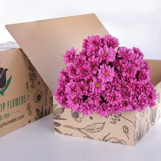 Chrysanthemum Pink bunch in a cardboard box