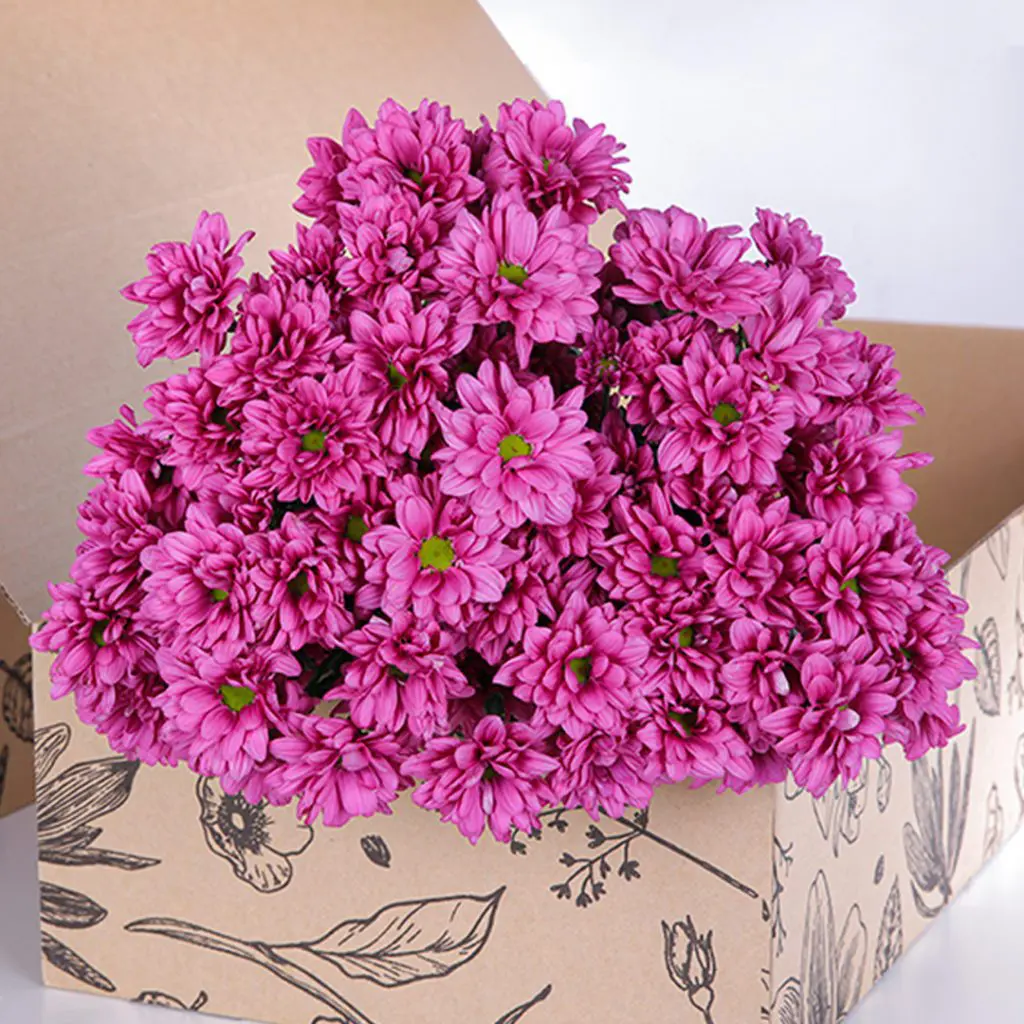 Chrysanthemum Pink (3) Chrysanthemum Pink