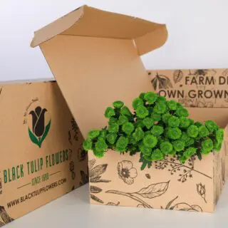 Bunch of Chrysanthemum flowers in a cardboard box with flower food.