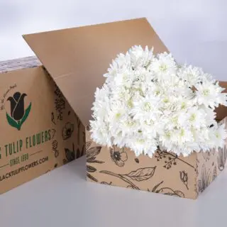 Chrysanthemum White Euro bunch in a cardboard box