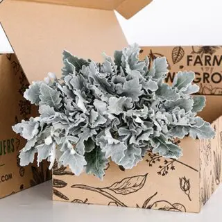 Dusty Miller