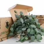 Eucalyptus Poppulus (2)