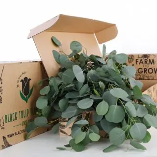 A cardboard box filled with Eucalyptus Poppulus, featuring lush green foliage and a distinctive arrangement of branches.