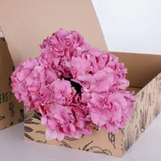Hydrangea Classic Pink
