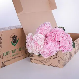Bunch of Light Pink Hydrangea in a box