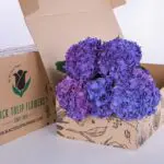 Hydrangea Purple 02