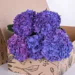 Hydrangea Purple 03