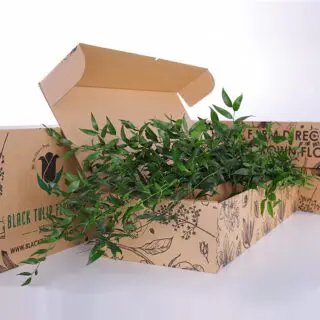 A cardboard box containing a lush assortment of Italian Ruscus plants.