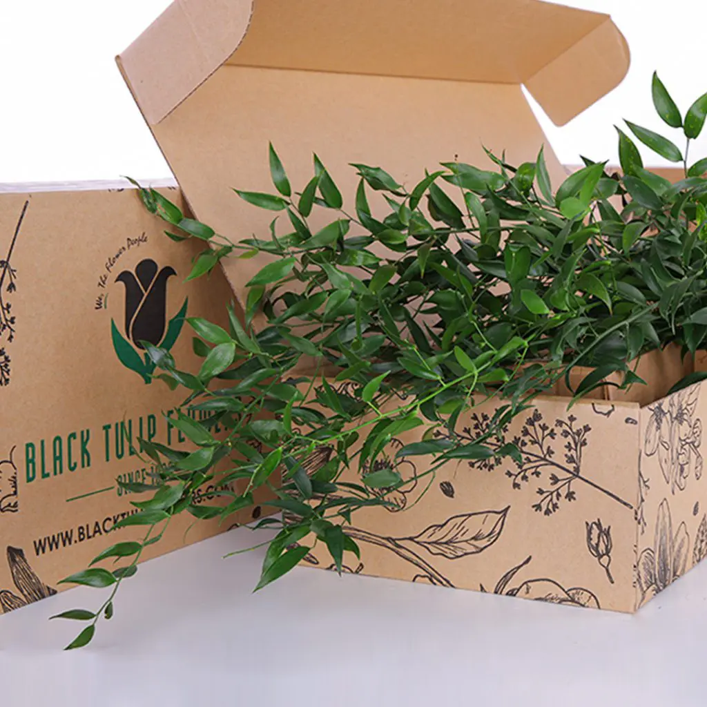 Italian Ruscus (3) Italian Ruscus