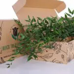 Italian Ruscus 2 Italian Ruscus (3)