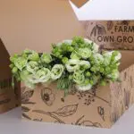 Lisianthus Green 2 Lisianthus Green (3)