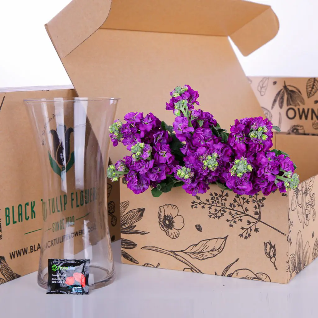 Matthiola Purple (1) A bunch of Matthiola Purple flowers in a cardboard box, highlighting their beauty along with a Glass vase.