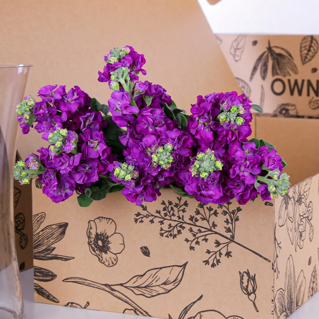 Matthiola Purple (2) Matthiola Purple
