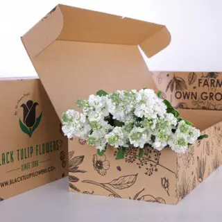 A bunch of Matthiola White flowers arranged in a cardboard box, highlighting their pristine white petals and vibrant green stems.