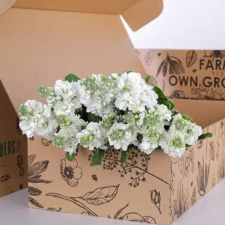 Matthiola White