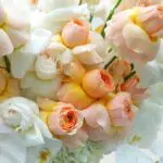 Noble Peach 3 Noble Peach (2)