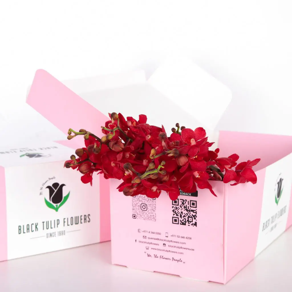 Orchids Mokara - Red (2) A bunch of red orchids arranged in a pink gift box with flower food to make DIY arrangements.