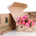 Peony Pink 1 Peony Pink (2)