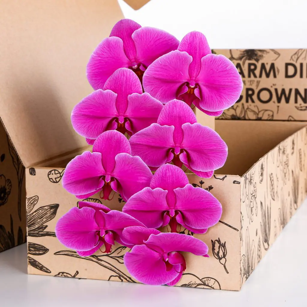 Phalaenopsis Purple - Single Stem (3) Phalaenopsis Purple - Single Stem